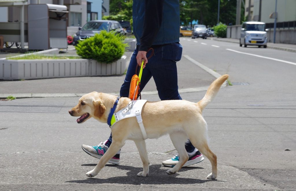 盲導犬の訓練